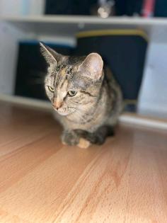 1 Katze zu verkaufen