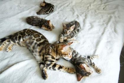 Bengal-Kitten mit Stammbaum