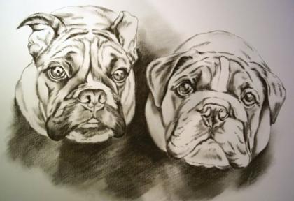 Tierportraits, handgezeichnet nach Foto