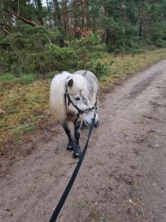 Pflegebeteiligung/Reitbeteiligung/Fahrbegleitung