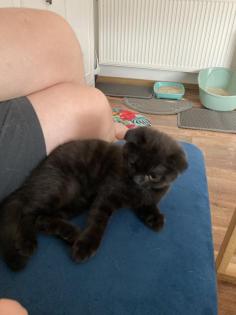 Britisch Kurzhaar Mix Kitten