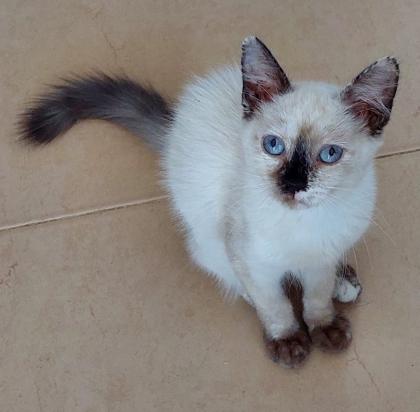 2 junge Tierschutz-Katzen suchen liebevolles Zuhause