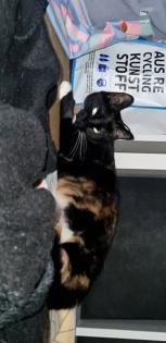Ruhige, zurückhaltende Katze abzugeben Liebevolles Zuhause gesucht