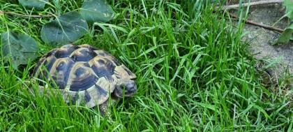 Griechische Landschildkröte