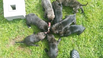 Dogo Canario Welpen