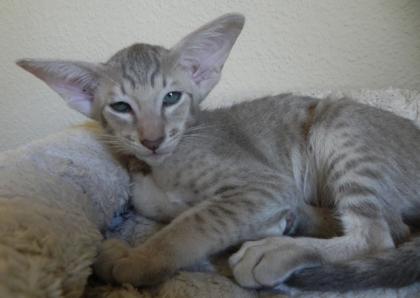 Wunderschöne Orientalenkitten mit Papiere suchen ab sofort ein neues zu Hause
