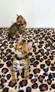 Bengal katze, Baby Katzen