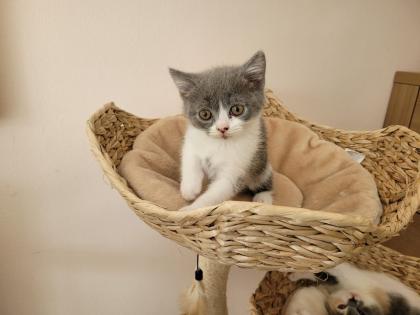 Reinrassige BKH Kitten auszugsbereit