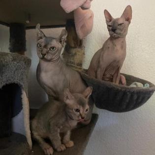 Sphynx Kitten, männlich.