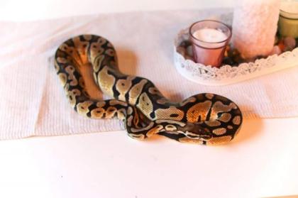 Königspython Pastell Python regius