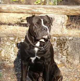 Old English Bulldog Deckrüde