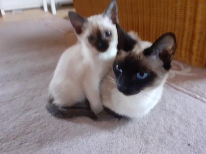 Supersüße Siamkitten sind bald abgabebereit