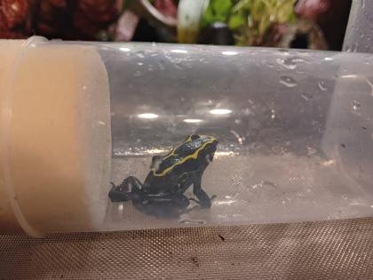 Dendrobates tinctorius nominat 0. 3