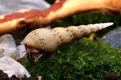 Turmdeckelschnecken 25stk groß