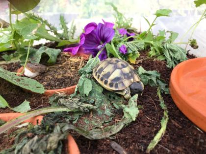 Landschildkröten THB zu verkaufen