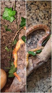 2 kornnattern mit terrarium