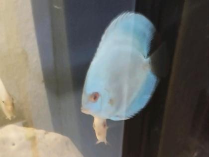 Diskus Blue Skorpion 6/8cm