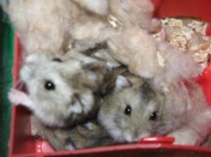 Kleine süsse Dschungarische Hamster zu Verkaufen