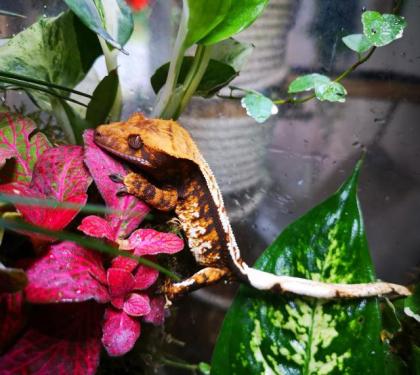 2. 1. 0 Neukaledonische Kronengeckos crested gecko 1 Weibchen 2 Männchen