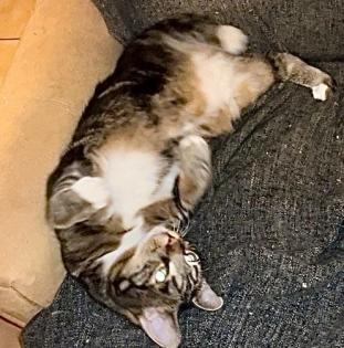 Kater ohne Schwanz vermisst 200 Euro Belohnung