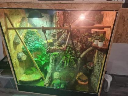 Madagaskar taggecko Männchen