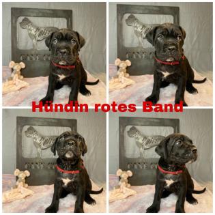 Kräftige Cane C rso Welpen