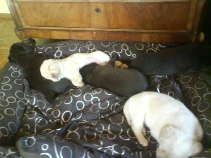 4 süße Labrador Welpen suchen ein schönes Zuhause