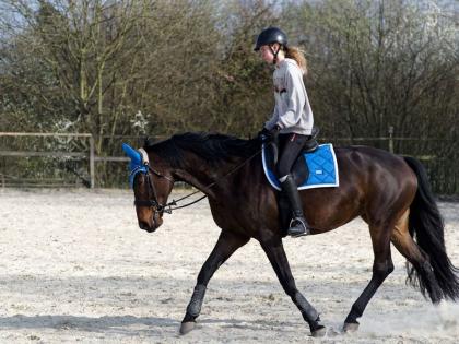 Beistellpferd bedingt reitbar