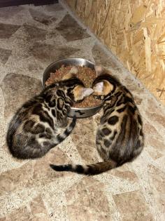Bengal Jung Katzen 5 Monate alt