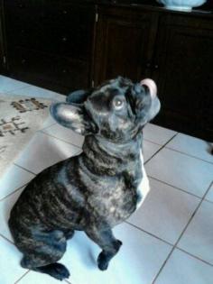 FRANZÖSICHE BULLDOGGE RÜDE CA. 3 JAHRE ALT