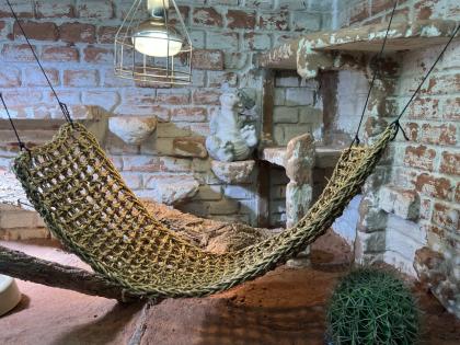 Drago Bartagame sucht neues Zuhause mit Terrarium