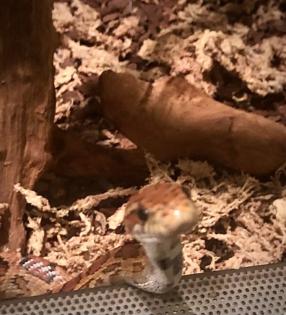 Kornnatter mit Terrarium abzugeben