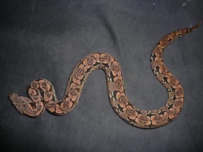 Acrantophis dumerili südliche Madagaskarboa aus eigener Nachzucht abzugeben