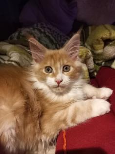 Wunderschöne Maine Coon Mädchen