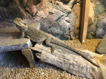 2 x Bartagame von privat abzugeben