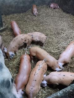 Duroc x Bunte Bentheimer Ferkel Schweine