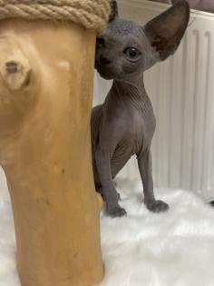 Canadian Sphynx Kätzchen