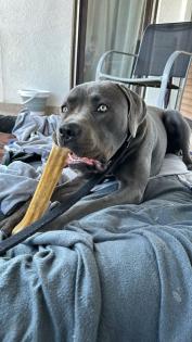 Cane Corso rüde dringend in liebevolle und erfahrende Hände