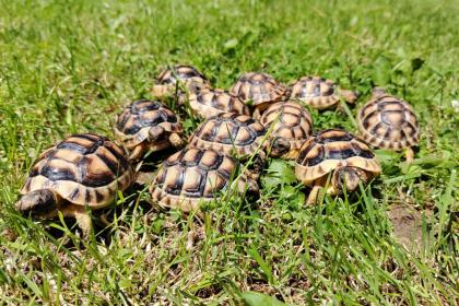 Breitrandschildkröten Testudo marginata 2020 und 2021 abzugeben