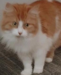 Maine coon katze zum verkaufen