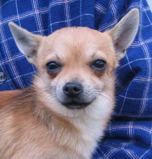 Chihuahua Rüde