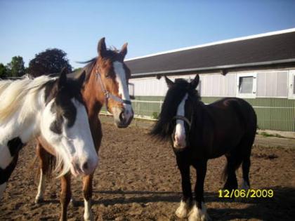 WER VERSCHENKT SEIN PONY ODER KLEINPFERD