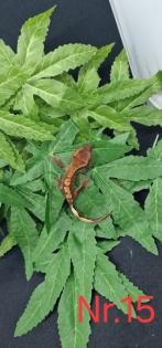 Correlophus ciliatus Kronengeckos 0. 0. 12