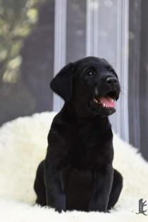 Wurfplanung 2023 Labrador Welpen vom Sauboden FCI für Familie und Jagd
