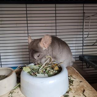 Chinchilla Mädchen mit Käfig