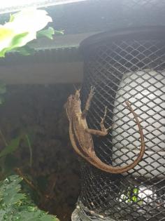 Anolis cristatellus mit Terrarium zu verkaufen
