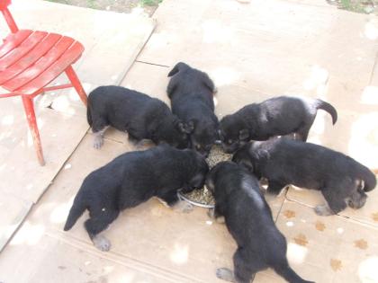 Deutscher Schäferhund welpen