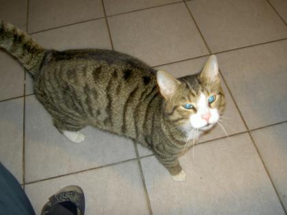 Kater entlaufen in Bremen- Rönnebeck
