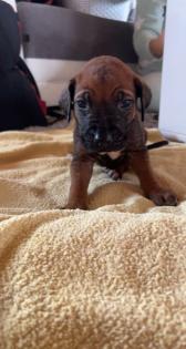 Rhodesian Ridgeback welpen