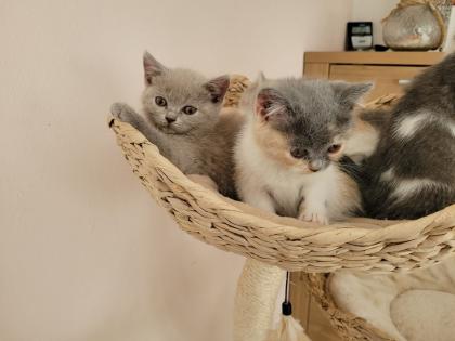 Reinrassige BKH Kitten auszugsbereit